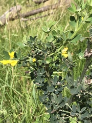 Genista monspessulana
