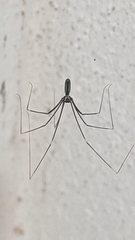 Pholcidae