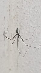 Pholcidae