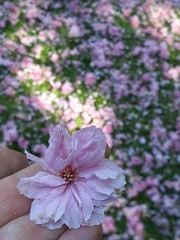 Prunus