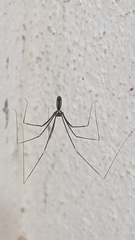 Pholcidae