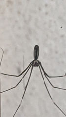 Pholcidae