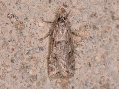 Scoparia palloralis