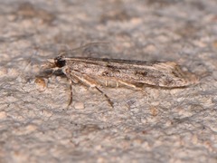 Scoparia palloralis