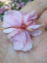 Prunus