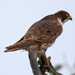 Barbary Falcon - Photo (c) Cristina Girão Vieira, some rights reserved (CC BY-NC), uploaded by Cristina Girão Vieira