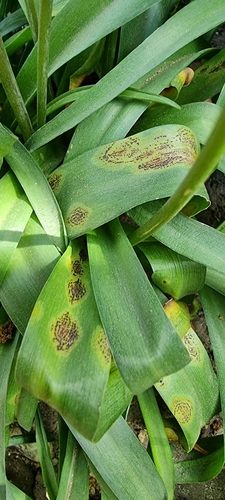 Bluebell rust