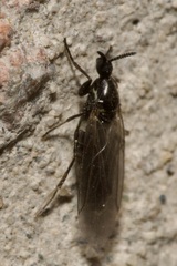 Scatopse notata