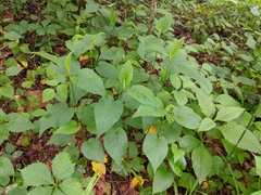 Eurybia furcata