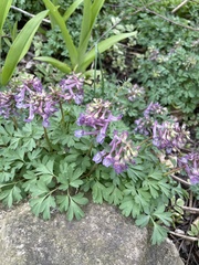 Corydalis solida