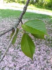 Prunus