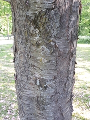 Prunus
