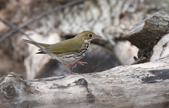Ovenbird photo 1