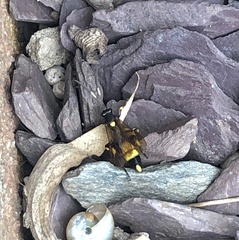 Ichneumon stramentor