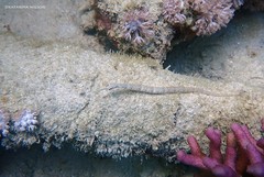 Corythoichthys schultzi