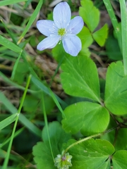 Anemonastrum deltoideum