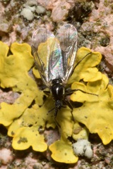 Scatopse notata