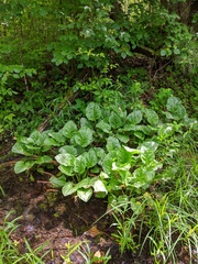Plantago cordata