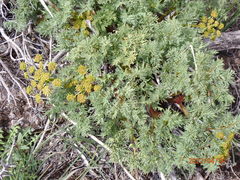 Lomatium multifidum