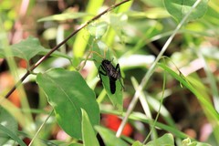 Gnamptopelta obsidianator