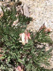 Dicentra nevadensis