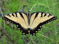 Image of Papilio glaucus