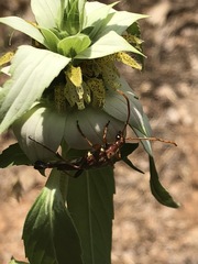 Strangalia virilis