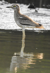Burhinus senegalensis