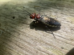 Acantholyda ruficeps