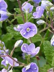 Veronica chamaedrys