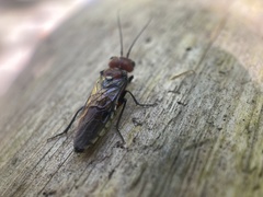 Acantholyda ruficeps