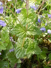 Veronica chamaedrys
