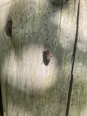 Acantholyda ruficeps