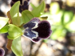 Ophrys omegaifera dyris
