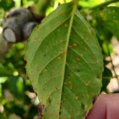 Phragmidium tuberculatum