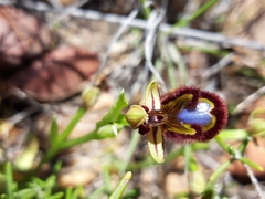 Ophrys speculum