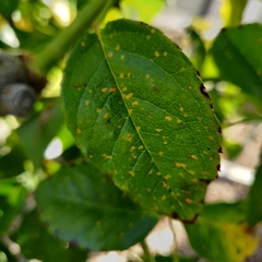 Phragmidium tuberculatum
