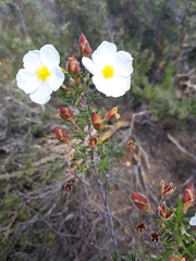 Cistus clusii
