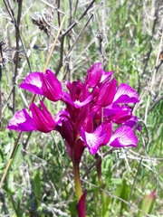 Anacamptis papilionacea