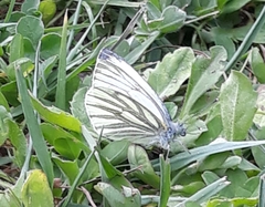 Pieris napi