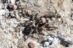 Habronattus klauseri