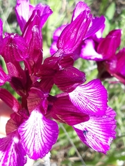 Anacamptis papilionacea