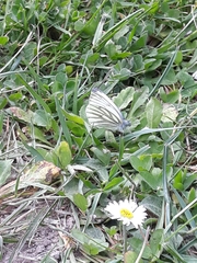 Pieris napi
