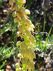 Orchis anthropophora