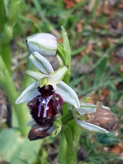 Ophrys sphegodes