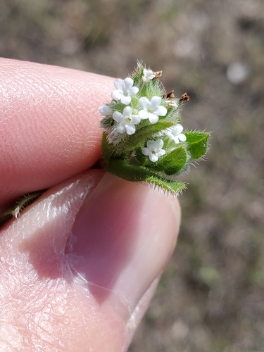 Image of Myosotis verna by no rights reserved