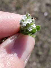 Myosotis verna