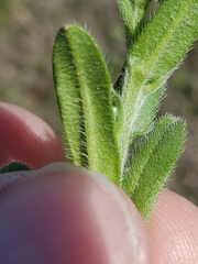 Myosotis verna