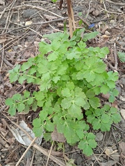 Chelidonium majus