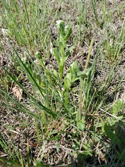 Myosotis verna